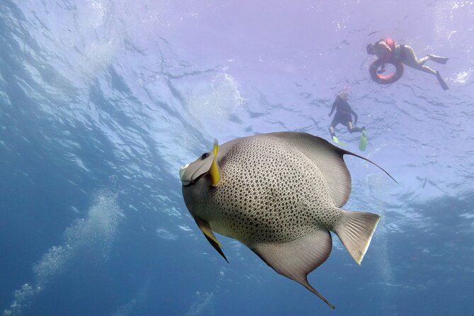 Snorkel Tour at Musa and Manchones Reef - What you can expect at Musa