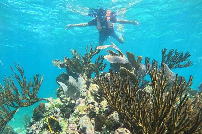 Snorkel Tour on the Costa Maya with experienced Guid - The fish area, from angelfish to parrotfish