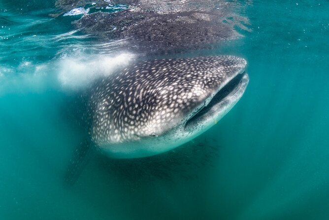 Snorkel with Whale Sharks in La Paz - Key points to know before booking
