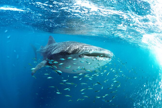 Snorkel with Whale Sharks in La Paz - Searching the waters near El Mogote
