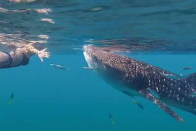 Snorkel with Whale Sharks in La Paz