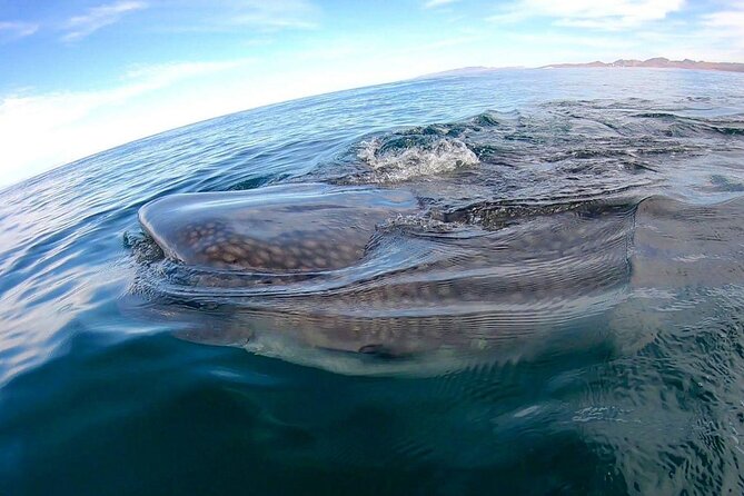 Snorkel with Whale Sharks in La Paz - Entering the water in groups of five