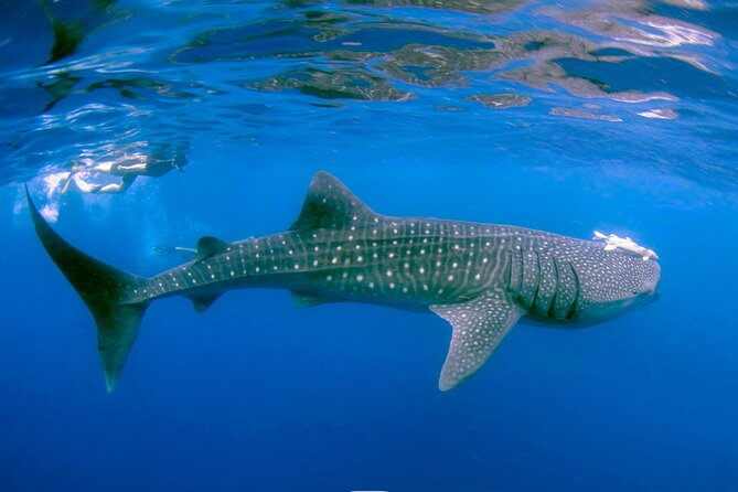 Snorkel with Whale Sharks in La Paz - A small group makes the encounter easier