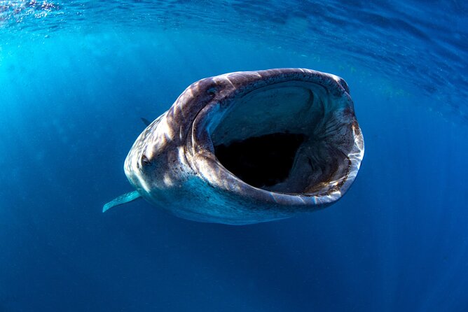 Snorkel with Whale Sharks in La Paz - Returning to the Fiscal Dock after about three hours