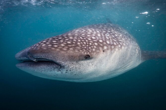 Snorkel with Whale Sharks in La Paz - Is the $131.42 price fair?