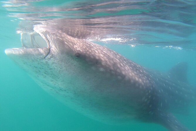 Snorkel with Whale Sharks in La Paz - Who should book this whale shark outing?