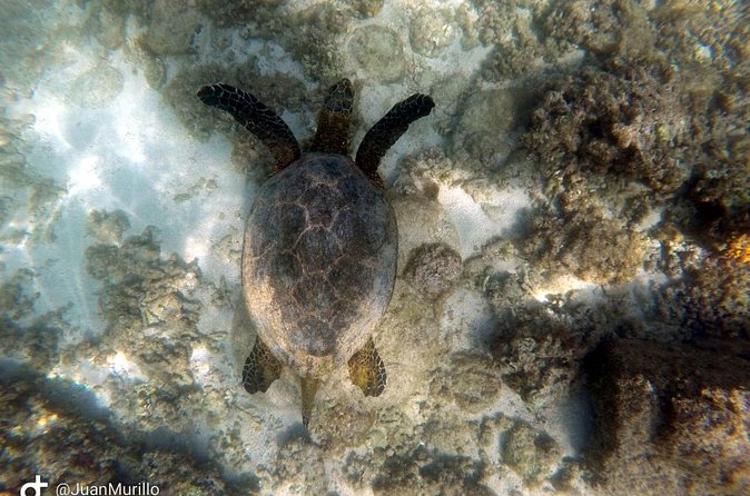 Snorkeling Adventure Cabo Pulmo - Gear, water, and snacks included