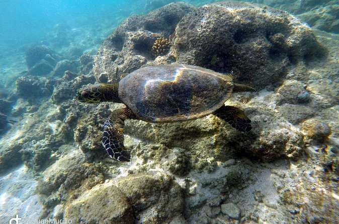 Snorkeling Adventure Cabo Pulmo - Jellyfish and changing sea conditions