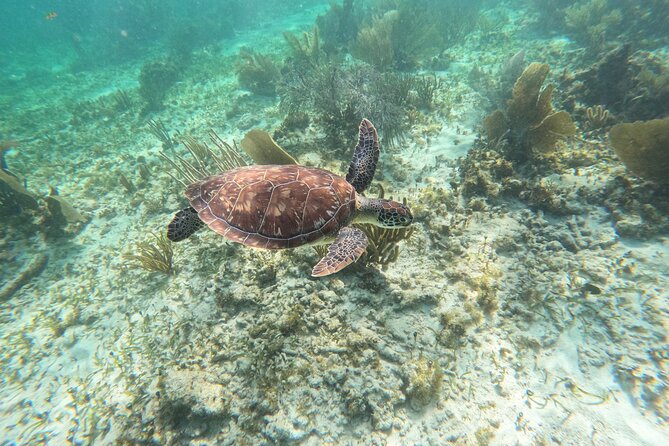 Snorkeling Guided Activity in Puerto Morelos Mexico - Two 40-minute reef stops keep the outing moving