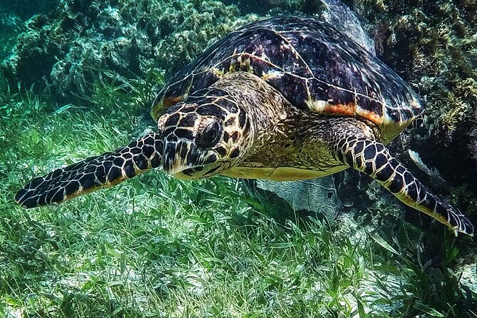 Snorkeling Guided Activity in Puerto Morelos Mexico - Guides make the biggest difference