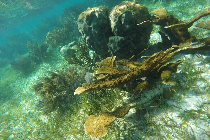Snorkeling Guided Activity in Puerto Morelos Mexico - Equipment is supplied, but pack the right clothing