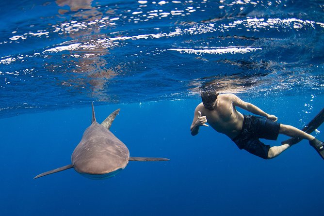 Snorkeling or Swimming with Sharks in Cabo San Lucas - Key details before you book