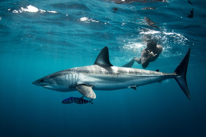 Snorkeling or Swimming with Sharks in Cabo San Lucas - What this Cabo shark trip is really about