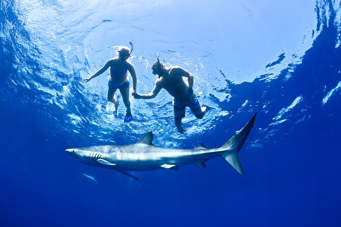 Snorkeling or Swimming with Sharks in Cabo San Lucas - The shark briefing and water entry