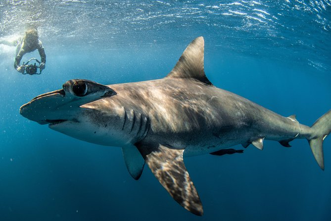 Snorkeling or Swimming with Sharks in Cabo San Lucas - What happens if sharks do not appear