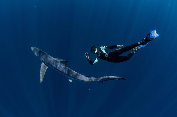 Snorkeling or Swimming with Sharks in Cabo San Lucas - Underwater photos and the value of the package