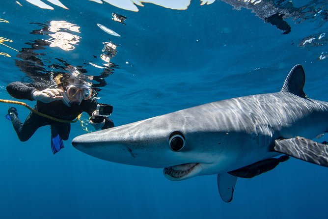 Snorkeling or Swimming with Sharks in Cabo San Lucas - Who should book this experience