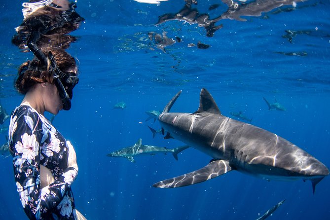 Snorkeling or Swimming with Sharks in Cabo San Lucas - The ride past El Arco and Lover’s Beach