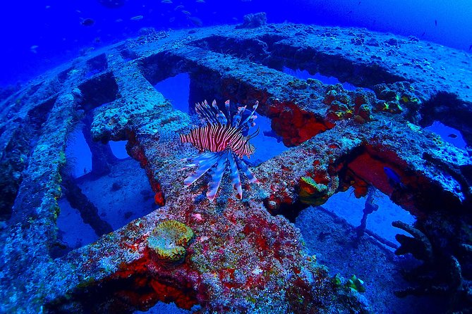 SPECIAL!! 2 Tank Wreck & Drift Reef dives - Why this wreck-and-reef combination works