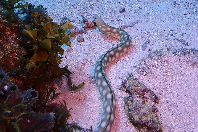SPECIAL!! 2 Tank Wreck & Drift Reef dives - Practical booking advice