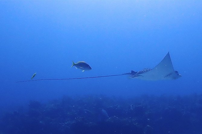 SPECIAL!! 2 Tank Wreck & Drift Reef dives - Choosing between the C55 and C58