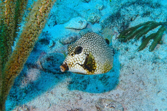 SPECIAL! Snorkel at MUSA - The Underwater Museum Reservation - Why MUSA makes this Isla Mujeres trip different