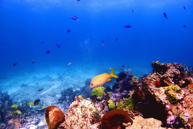 SPECIAL! Snorkel at MUSA - The Underwater Museum Reservation - What happens at Manchones Reef