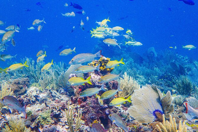 SPECIAL! Snorkel at MUSA - The Underwater Museum Reservation - The crew and the feel of the outing