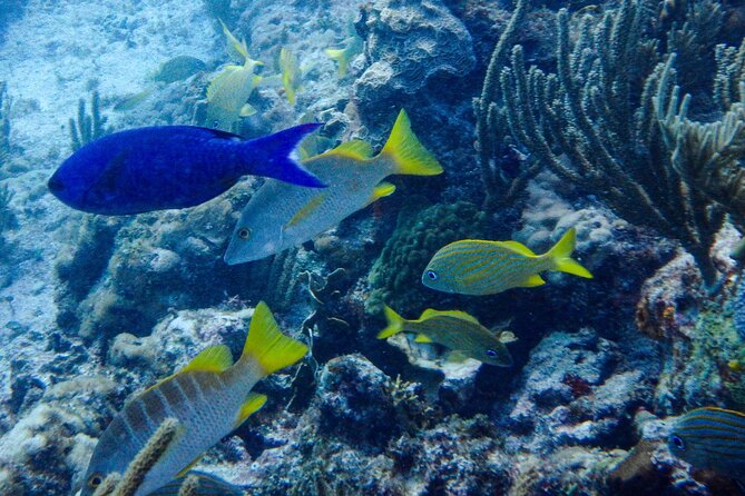 SPECIAL! Snorkel at MUSA - The Underwater Museum Reservation - The boat ride from central Isla Mujeres