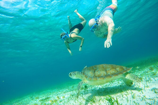Starfish, Stingrays and the Turtle Sanctuary Snorkel Tour - Practical preparation before you leave