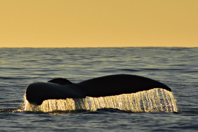 Sunset Whale Cruise in Cabo San Lucas - A sunset cruise with more than a postcard view