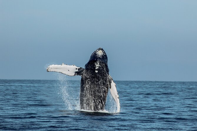 Sunsets and Whales Mega Yachts ALL INCLUSIVE: Puerto Vallarta - The mega yacht, seating, and group size