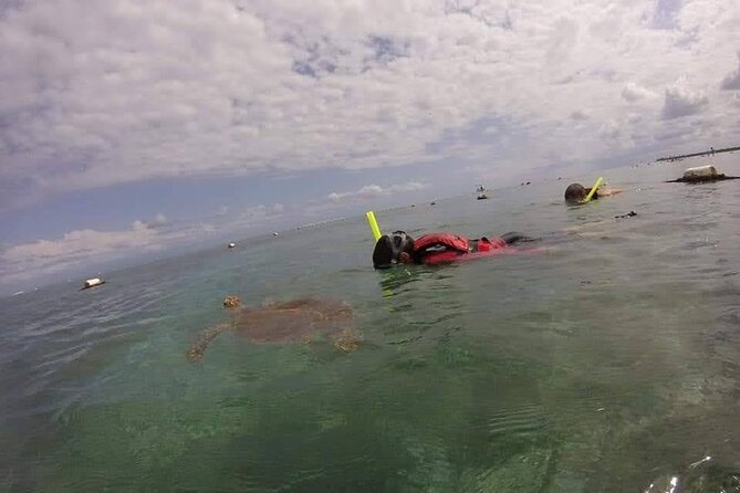 Swim with akumal turtles - Fish, rays, and the Akumal coral barrier
