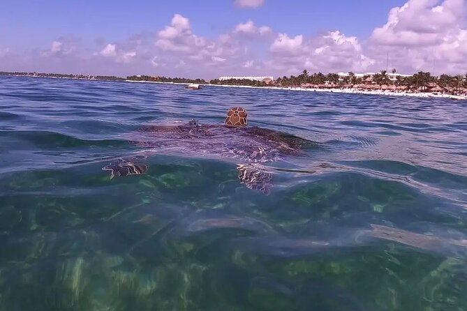 Swim with akumal turtles - What the private format really changes