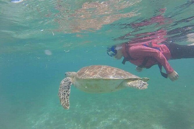 Swim with akumal turtles - Is $37 a good value?