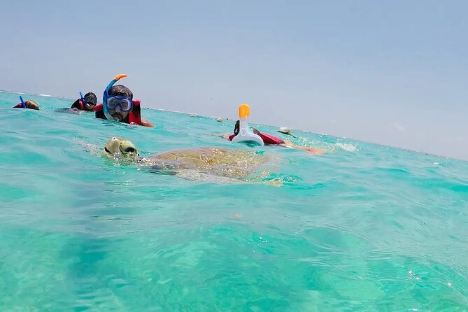 Swim with akumal turtles - Who will enjoy this Akumal snorkel?