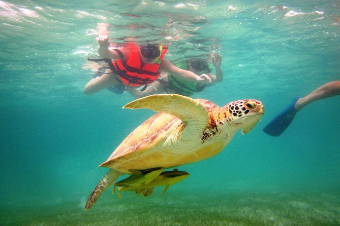 Swim with sea turtles - What the 75-minute snorkeling session feels like