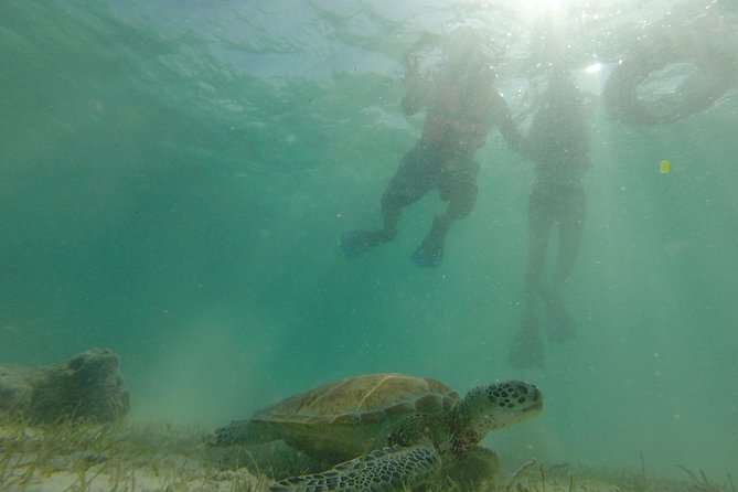 Swim with sea turtles - The wildlife you may see beyond the turtles