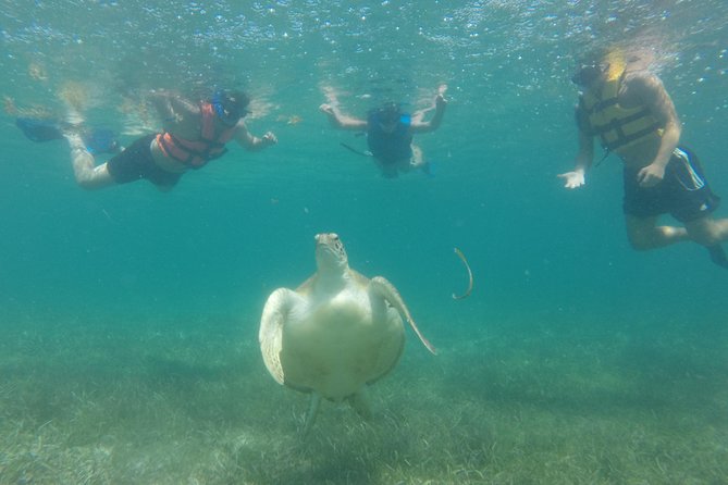 Swim with sea turtles - Who will enjoy this Akumal tour most