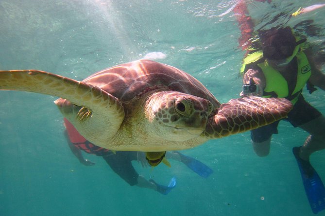 Swim with sea turtles - Meeting your guide at Akumal Beach