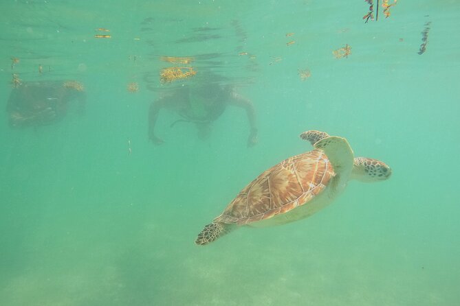 Swim with Turtles in Akumal + GoPro Photo Session - What is included for $53.59