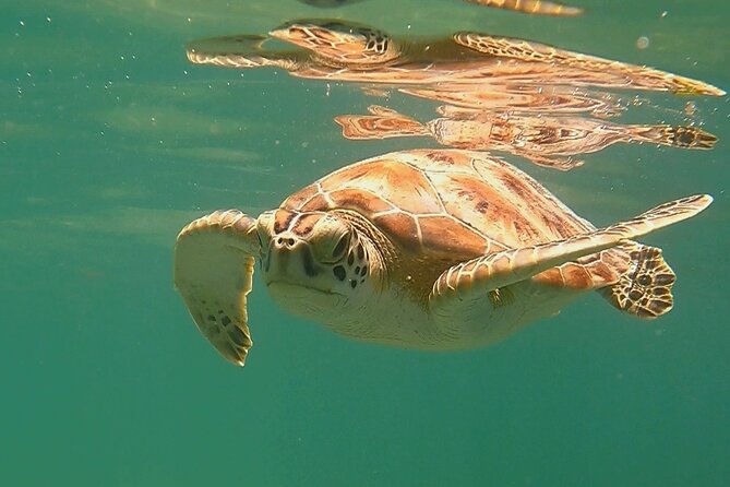Swim with Turtles in Akumal + GoPro Photo Session - Timing, meeting point, and transport
