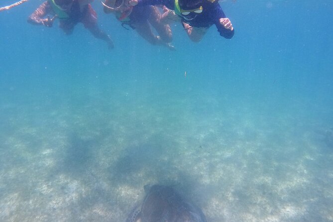 Swim with Turtles in Akumal + GoPro Photo Session - Rules that protect the turtles