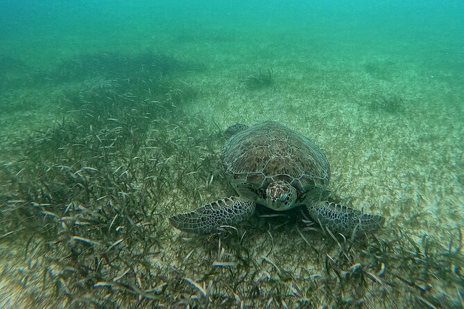 Swim with Turtles in Akumal + GoPro Photo Session - The GoPro photo session