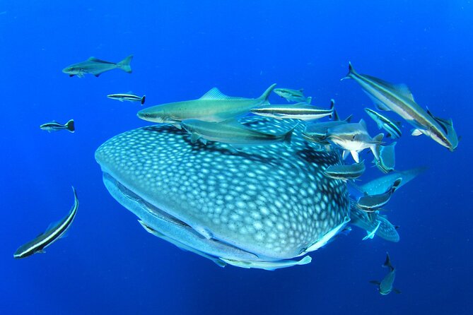 Swim with Whale Shark from Isla Mujeres and Cancun - What the Isla Mujeres whale shark day is really like