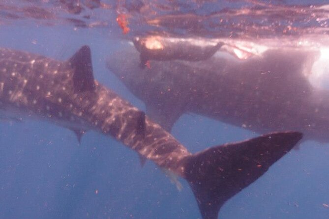 Swim with Whale Shark from Isla Mujeres and Cancun - What the open-water encounter feels like