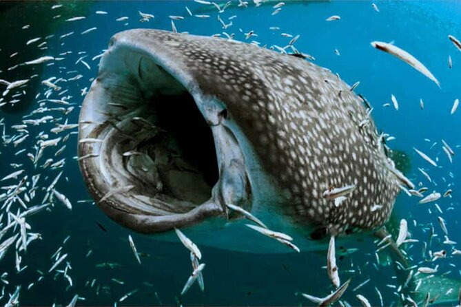 Swim with Whale Shark from Isla Mujeres and Cancun - Sandwiches, drinks, and the return to Isla Mujeres