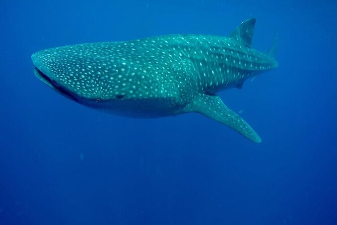 Swim with Whale Shark from Isla Mujeres and Cancun - Is $161.30 a fair price?