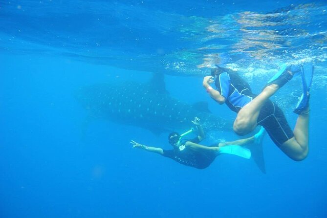 Swim with Whale Shark from Isla Mujeres and Cancun - Who should book this excursion?