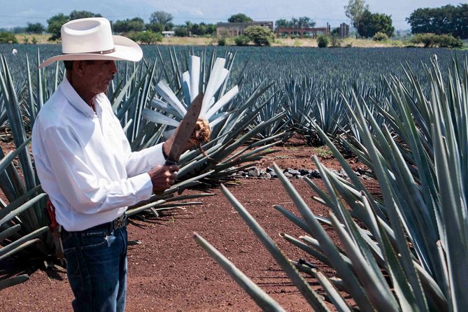 Tequila distillery experience, Jose Cuervo & Tequila Magic Town - How long the day really takes